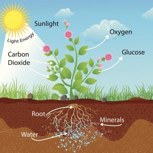 Photosynthesis Process