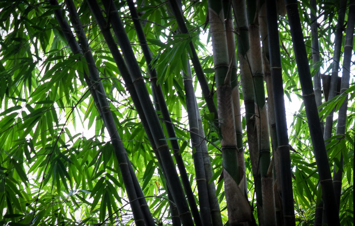 Bamboo - The Sustainable Material