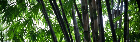 Bamboo – The Sustainable Material